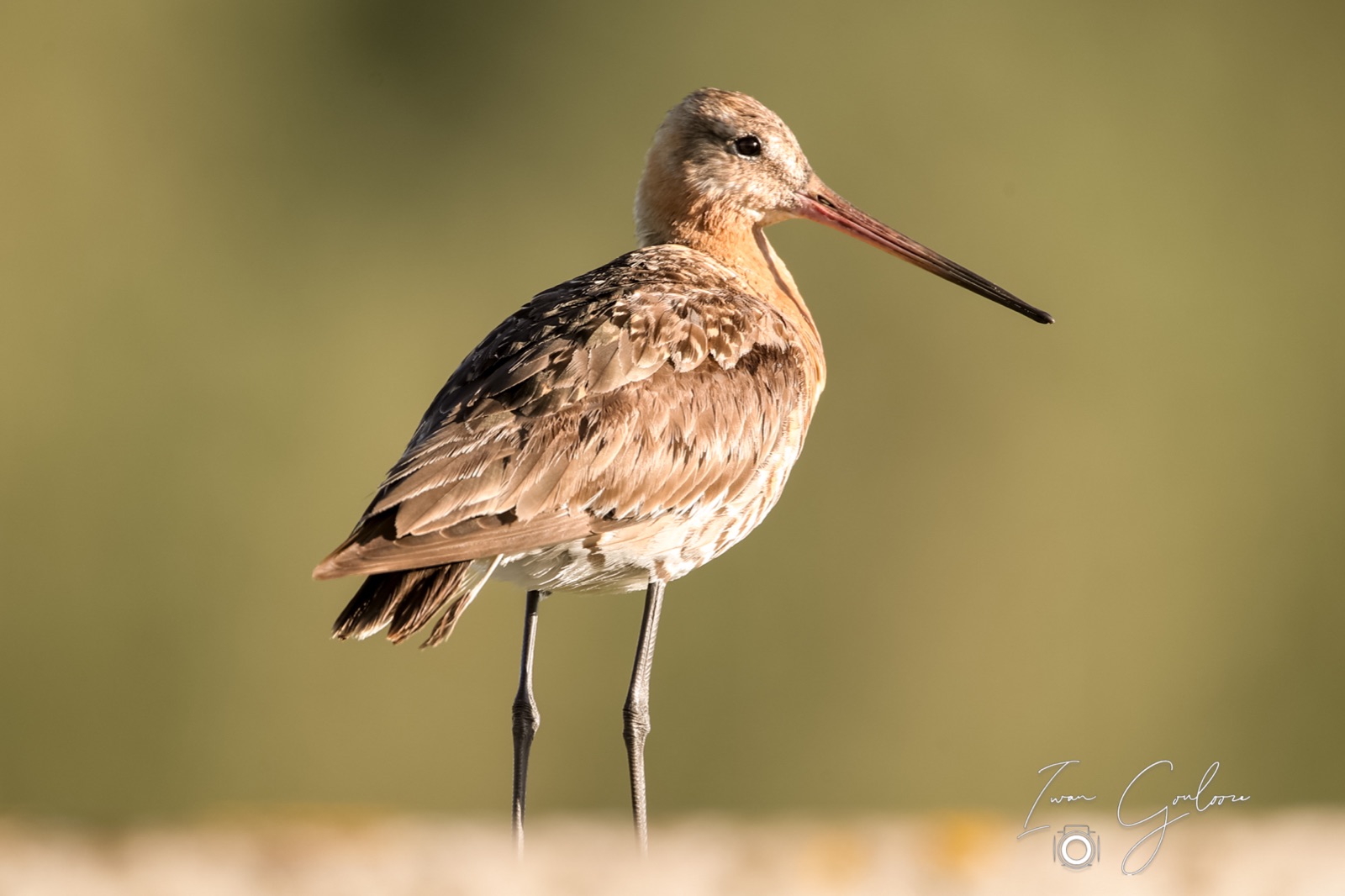 11 juni 2022 200020 1DX46960